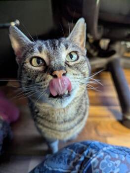 Mama Molly -  Domestic Short Hair Cat for Adoption in Cloquet, Minnesota - Mama Molly | PetCurious