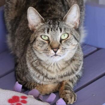 Rescue Domestic Short Hair Cats for Adoption in Tucson, Arizona - Nami | PetCurious