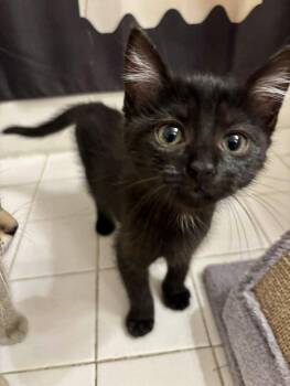 Rescue Domestic Short Hair Cats for Adoption in Annapolis, Maryland - Louisa | PetCurious