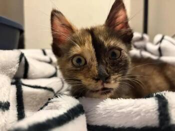 Dorito -  Domestic Short Hair Cat for Adoption in Wyoming, Michigan - Dorito | PetCurious
