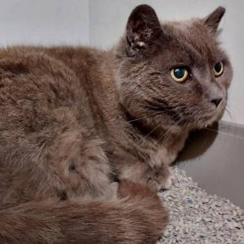 Domestic Medium Hair Cats Available for Adoption in Dayton, Ohio - Starfire | PetCurious
