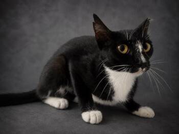 EYANNA -  Domestic Short Hair Cat for Adoption in Winter Haven, Florida - EYANNA | PetCurious