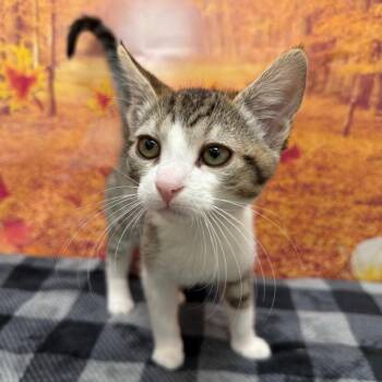 Apple -  Domestic Short Hair Cat for Adoption in Newberg, Oregon - Apple | PetCurious