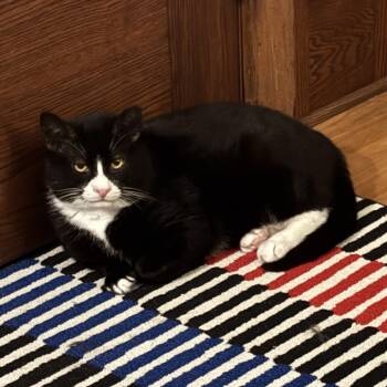 Whitley -  Domestic Short Hair Cat for Adoption in Lemoyne, Pennsylvania - Whitley | PetCurious