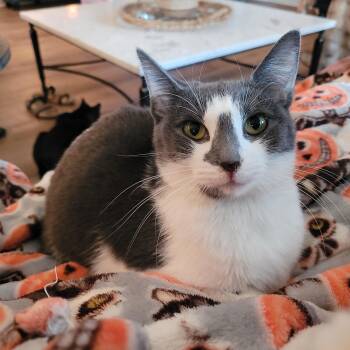 Halo 2 -  Domestic Short Hair Cat for Adoption in Indianapolis, Indiana - Halo 2 | PetCurious