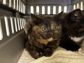 Domestic Short Hair Cats Available for Adoption in Kent, Washington - BEAR | PetCurious