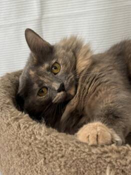 Rescue Domestic Long Hair and Dilute Tortoiseshell Cats for Adoption in Houston, Texas - Lavender | PetCurious