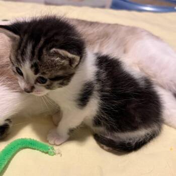 Sprinkle Crawler -  Domestic Short Hair Cat Available for Adoption in Denver, Colorado - Sprinkle Crawler | PetCurious