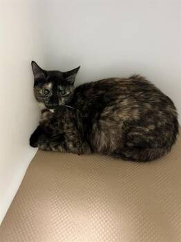 Domestic Short Hair Cats Available for Adoption in Palmetto, Florida - A135358 | PetCurious