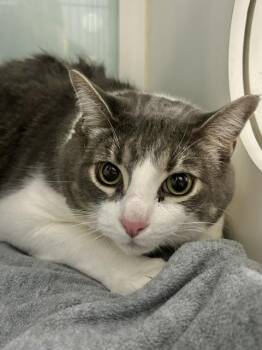Maximillion -  Domestic Short Hair Cat for Adoption in Muskegon, Michigan - Maximillion | PetCurious