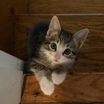 Rescue Domestic Short Hair Cats for Adoption in Tallahassee, Florida - Benny | PetCurious