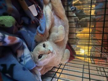 Rescue Domestic Short Hair Cats for Adoption in Buffalo, New York - Angelica | PetCurious