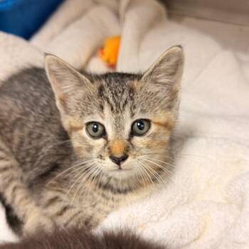 Harmony -  Domestic Short Hair Cat for Adoption in Corydon, Indiana - Harmony | PetCurious