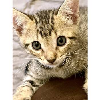 Domestic Short Hair Cats Available for Adoption in Austin, Texas - Kalamazoo 3 | PetCurious