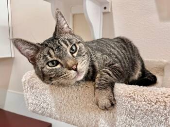 Domestic Short Hair Cats Available for Adoption - George | PetCurious