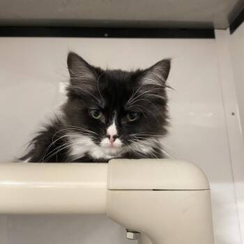 Po-8-os -  Domestic Medium Hair Cat for Adoption in Puslinch, Ontario - Po-8-os | PetCurious