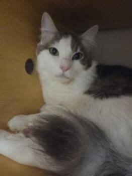 Finn -  Domestic Short Hair Cat for Adoption in Bellevue, Washington - Finn | PetCurious