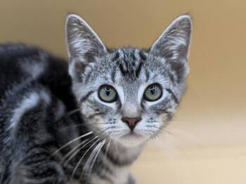 Gabriela -  Domestic Short Hair Cat for Adoption in Portland, Oregon - Gabriela | PetCurious