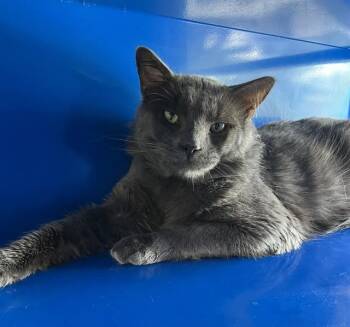 Domestic Medium Hair Cats Available for Adoption in Westminster, Maryland - ANCHOVY | PetCurious