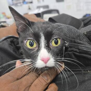 Lexi -  Domestic Short Hair Cat for Adoption in Newark, New Jersey - Lexi | PetCurious