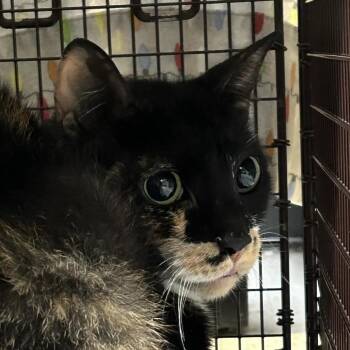 China -  Domestic Short Hair Cat for Adoption in Philadelphia, Pennsylvania - China | PetCurious