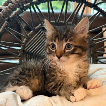 Douglas -  Domestic Long Hair Cat for Adoption in Lewisville, Texas - Douglas | PetCurious