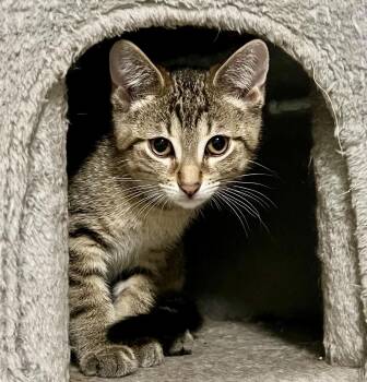 Lynx -  Tabby and Domestic Short Hair Cat for Adoption in Vaughan, Ontario - Lynx | PetCurious