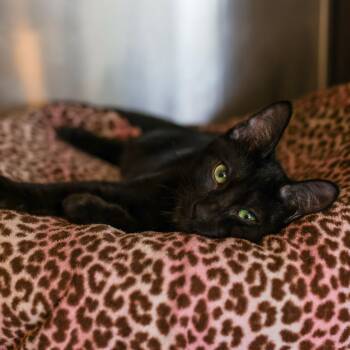 Fernando -  Domestic Short Hair Cat for Adoption in Los Angeles, California - Fernando | PetCurious