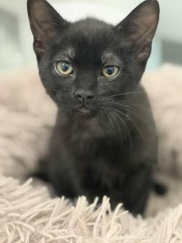 Phantom -  Domestic Short Hair Cat for Adoption in Hurricane, Utah - Phantom | PetCurious