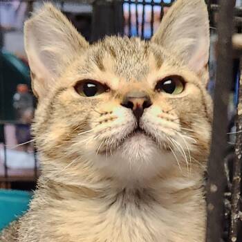 Domestic Medium Hair Cats Available for Adoption - Jake K45940 | PetCurious