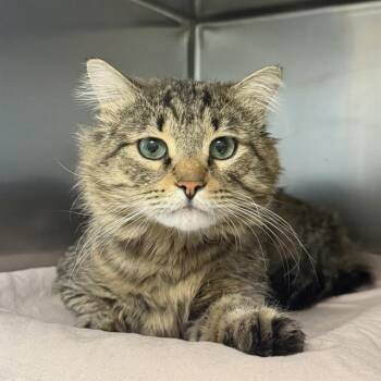Domestic Medium Hair Cats Available for Adoption - JOSHY | PetCurious