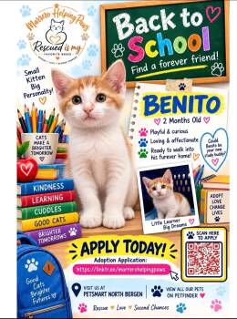 Benito -  Domestic Short Hair Cat for Adoption in North Bergen, New Jersey - Benito | PetCurious