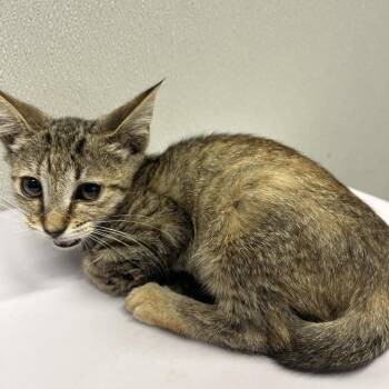 Elle -  Domestic Short Hair Cat for Adoption in Tampa, Florida - Elle | PetCurious
