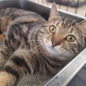 Domestic Short Hair Cats Available for Adoption in Attica, New York - Bonnie | PetCurious