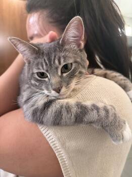 Willow -  Domestic Short Hair Cat Available for Adoption in Denver, Colorado - Willow | PetCurious