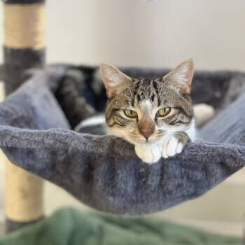 Rescue Domestic Short Hair Cats for Adoption in Lions Bay, British Columbia - Mastiff | PetCurious