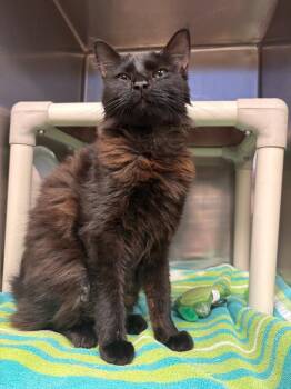 Domestic Long Hair Cats Available for Adoption - Misa | PetCurious