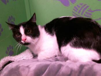 Rescue Domestic Short Hair Cats for Adoption in Houston, Texas - LANCE | PetCurious