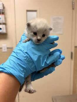 Domestic Short Hair Cats Available for Adoption in Riverside, California - MARY | PetCurious