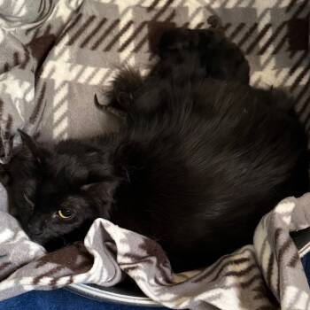 Rescue Domestic Long Hair Cats for Adoption in Desert Hot Springs, California - Felicia | PetCurious