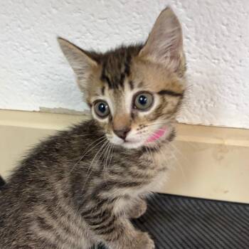 Addie -  Domestic Short Hair Cat for Adoption in Ardmore, Oklahoma - Addie | PetCurious