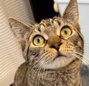 Elsa -  Domestic Short Hair Cat for Adoption in Cleveland, Ohio - Elsa | PetCurious