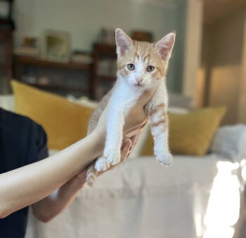 Rescue Domestic Medium Hair Cats for Adoption in The Woodlands, Texas - Rey | PetCurious