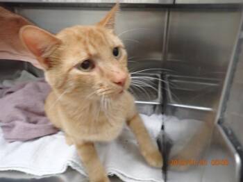 Rescue Domestic Short Hair Cats for Adoption in St. Peters, Missouri - A521512 | PetCurious