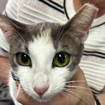 Domestic Short Hair Cats Available for Adoption in Edinburg, Texas - Sabrina | PetCurious