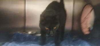 Ricky Bobby -  Domestic Short Hair Cat for Adoption in Salmon, Idaho - Ricky Bobby | PetCurious