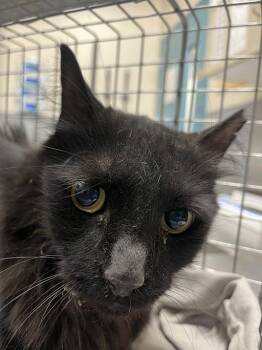 RIBBELY -  Domestic Long Hair Cat for Adoption in Las Vegas, Nevada - RIBBELY | PetCurious