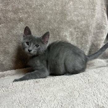 Grendel Grey -  Domestic Short Hair Cat for Adoption in Waterloo, Iowa - Grendel Grey | PetCurious