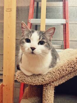 Rescue Domestic Short Hair Cats for Adoption in Peace River, Alberta - Molly | PetCurious