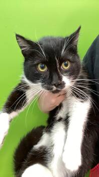 Domestic Short Hair Cats Available for Adoption - Bamboo | PetCurious